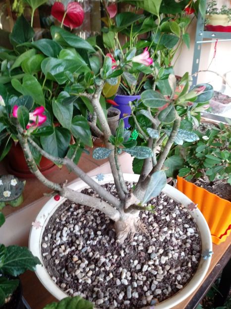  - Adenium Obesum-Desert Rose