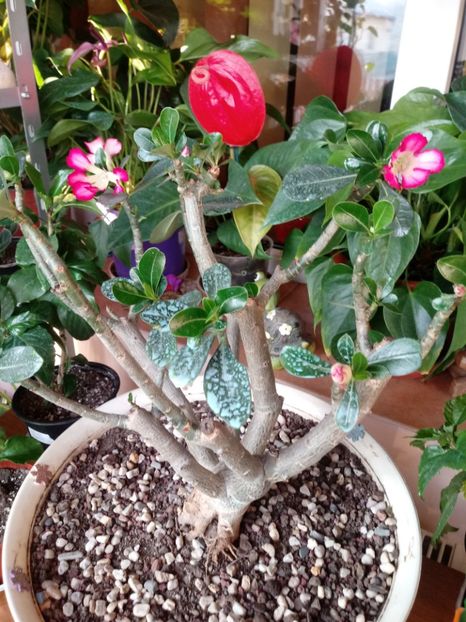  - Adenium Obesum-Desert Rose