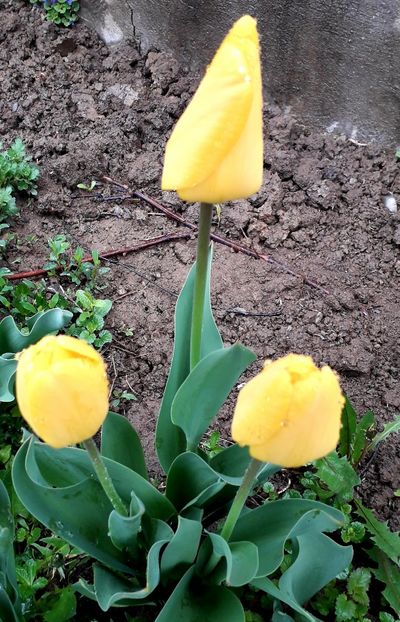  - AAAAA_LALELE 2016_2017_2018_2019