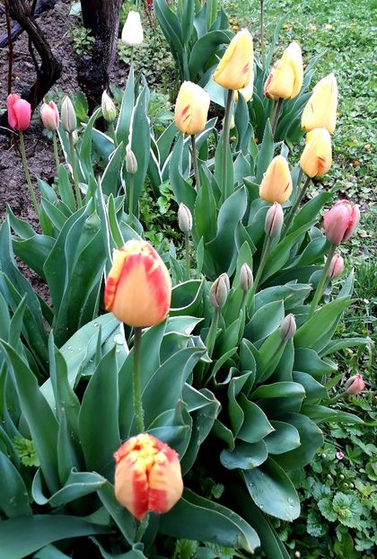  - AAAAA_LALELE 2016_2017_2018_2019