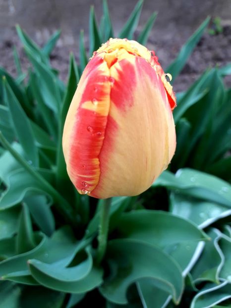  - AAAAA_LALELE 2016_2017_2018_2019