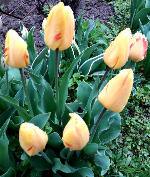  - AAAAA_LALELE 2016_2017_2018_2019