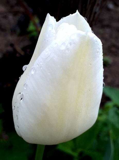  - AAAAA_LALELE 2016_2017_2018_2019