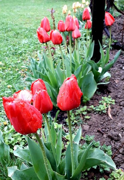  - AAAAA_LALELE 2016_2017_2018_2019