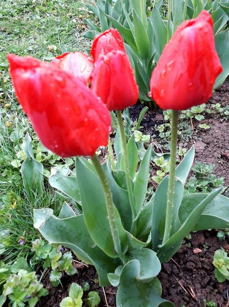  - AAAAA_LALELE 2016_2017_2018_2019