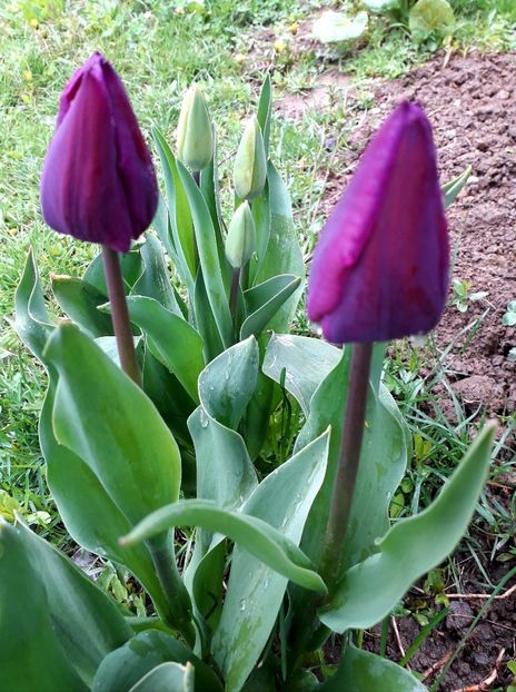  - AAAAA_LALELE 2016_2017_2018_2019