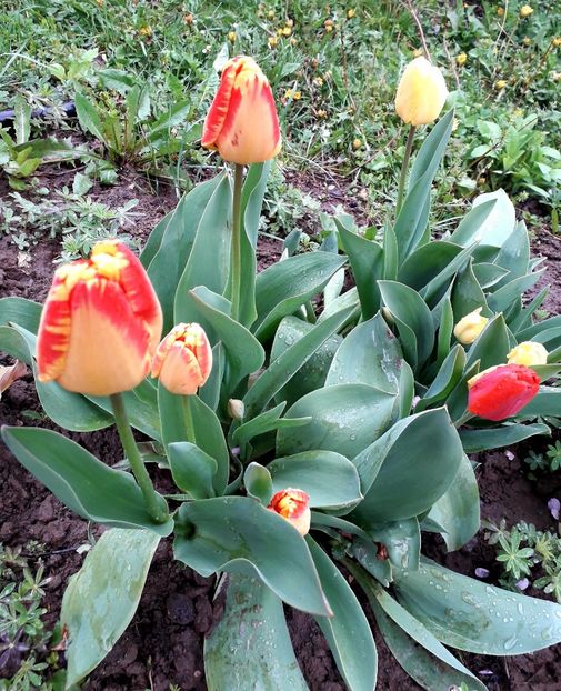  - AAAAA_LALELE 2016_2017_2018_2019