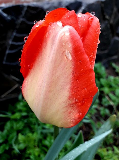  - AAAAA_LALELE 2016_2017_2018_2019