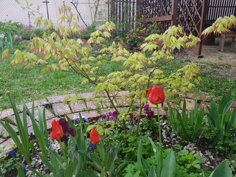 Acer Tsuma Beni - 2019 Aprilie