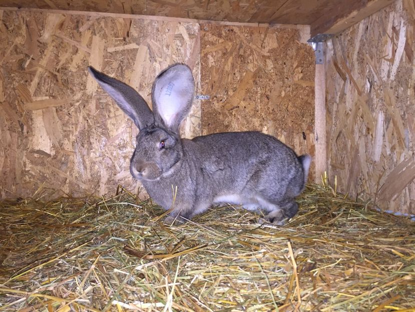 4 luni - RO 8-128193