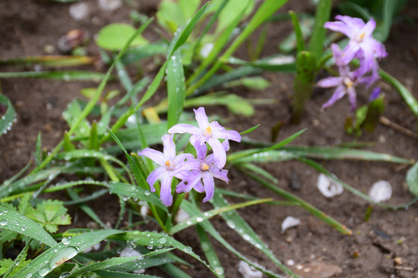 Chinodoxa lucilae - 2019 Aprilie b