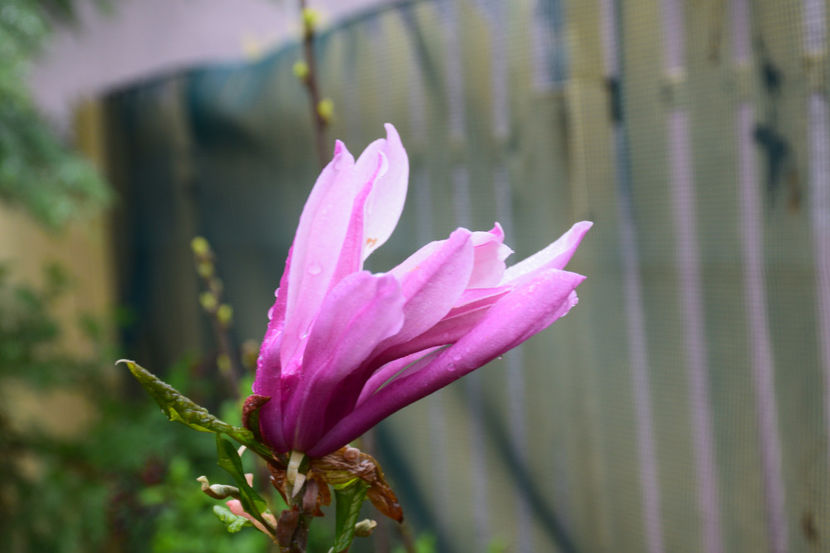 Pare sa fie Suzane... - 2019 Aprilie b