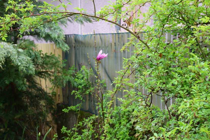 Teapa de la Sweet Garden - 2019 Aprilie b