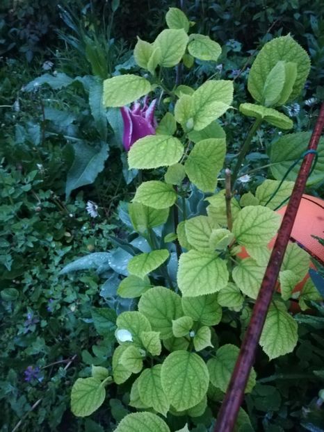  - 0-2019 - De prin curte