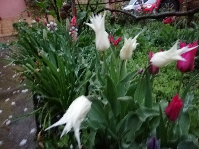  - 0-2019 - De prin curte