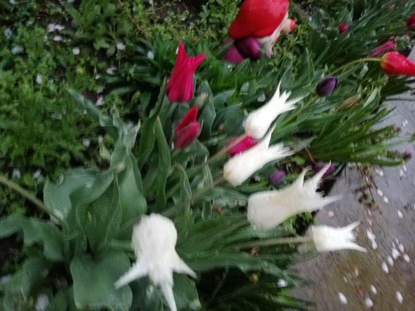  - 0-2019 - De prin curte