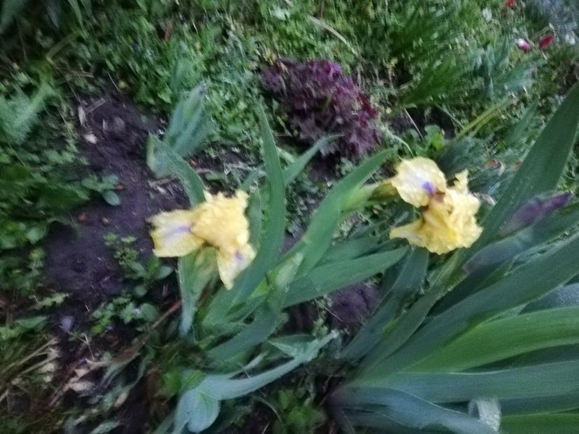  - 0-2019 - De prin curte