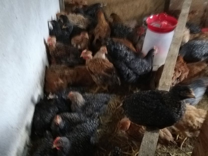  - 0-2019 - De prin curte