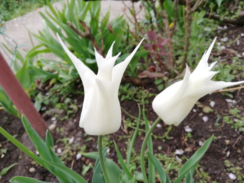  - 0-2019 - De prin curte