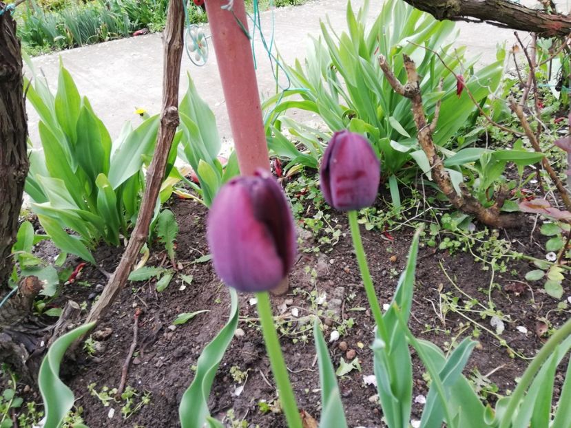  - 0-2019 - De prin curte