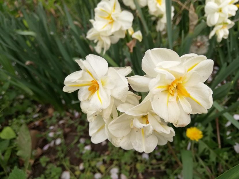  - 0-2019 - De prin curte