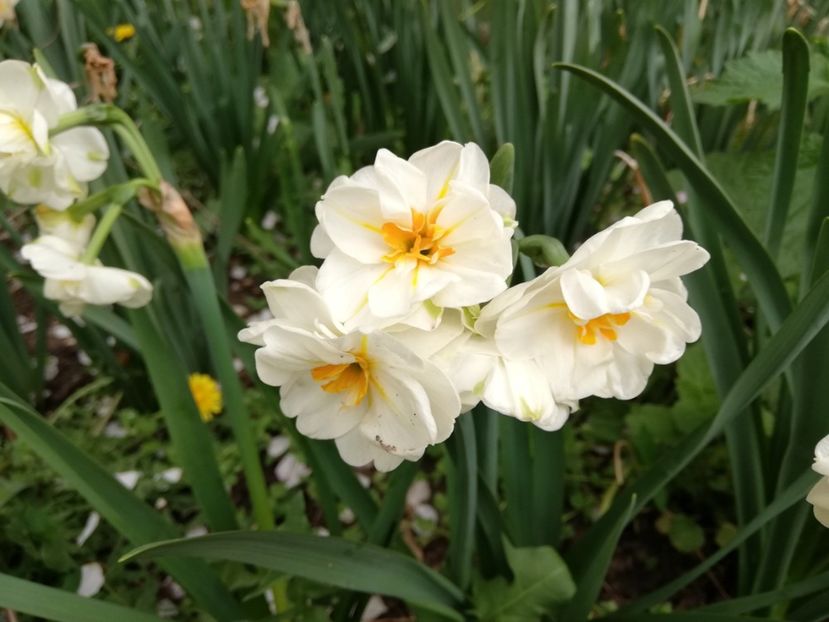  - 0-2019 - De prin curte