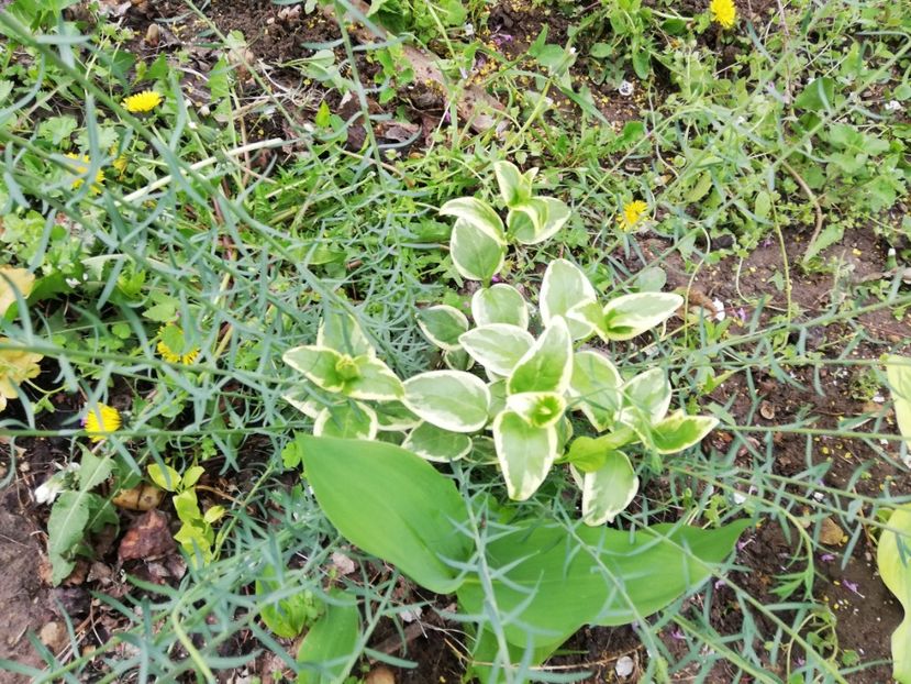  - 0-2019 - De prin curte