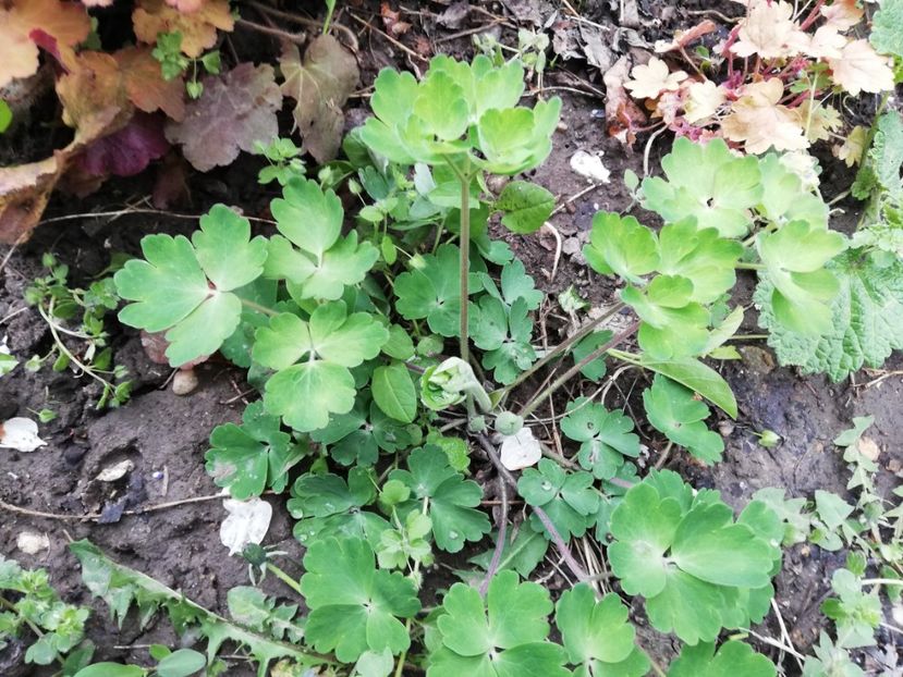  - 0-2019 - De prin curte