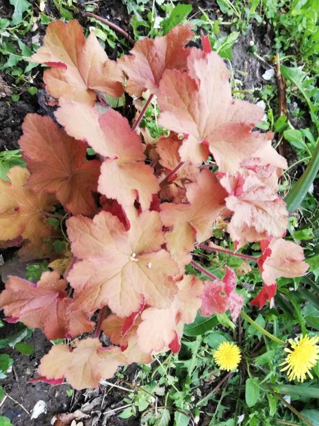  - 0-2019 - De prin curte