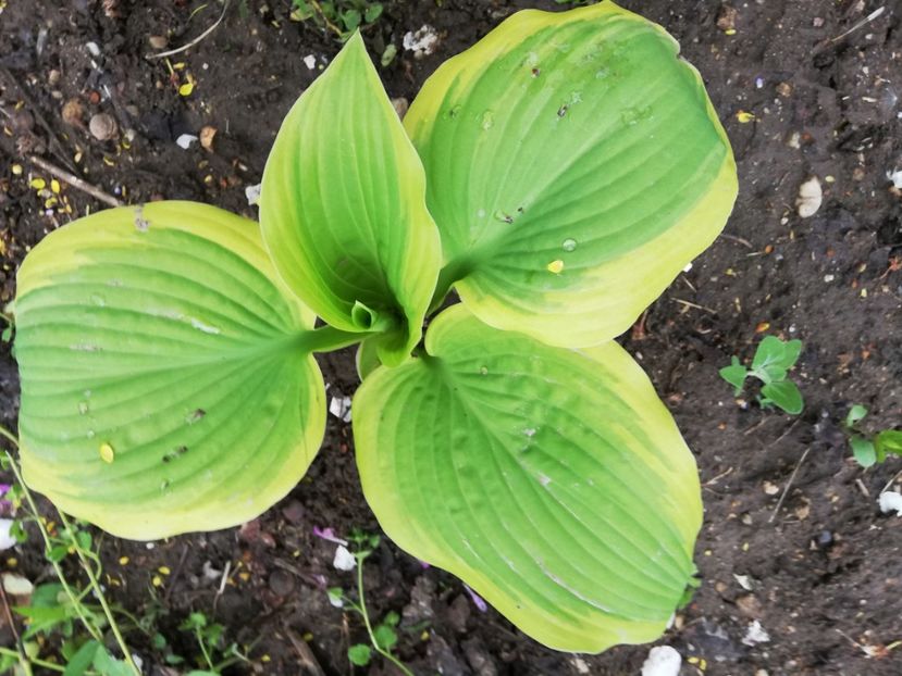  - 0-2019 - De prin curte