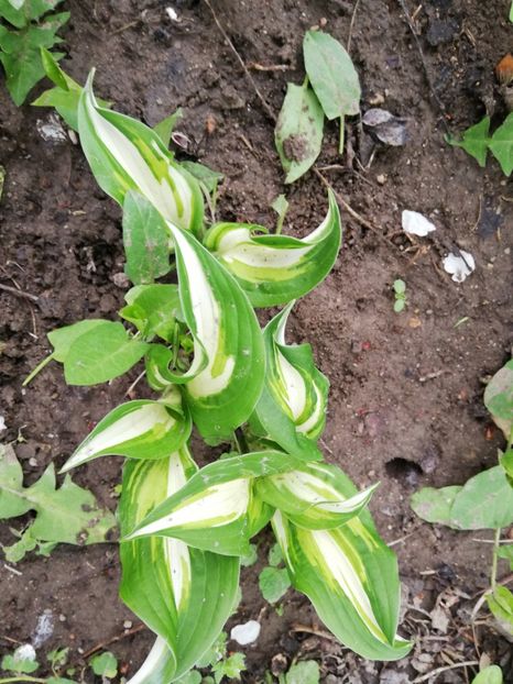  - 0-2019 - De prin curte