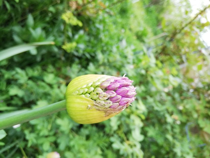  - 0-2019 - De prin curte