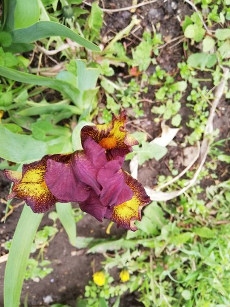  - 0-2019 - De prin curte