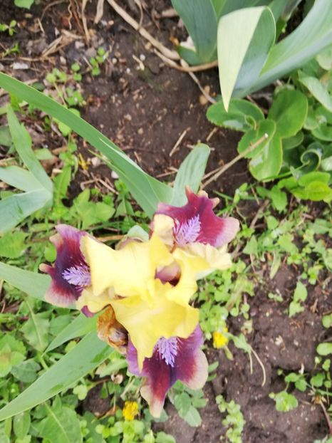  - 0-2019 - De prin curte