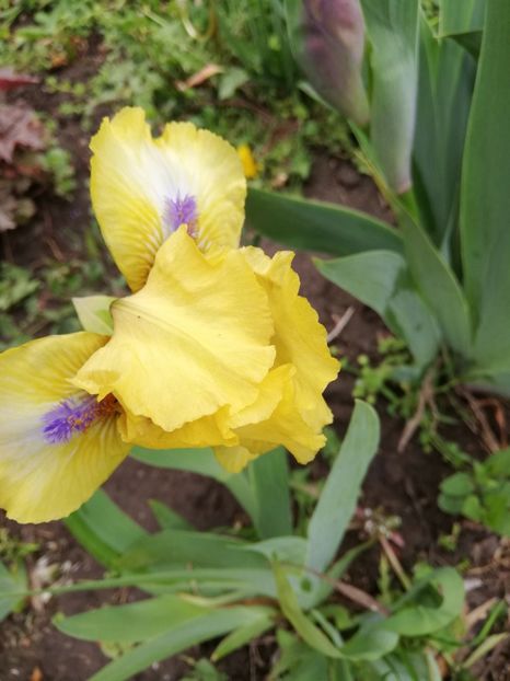  - 0-2019 - De prin curte