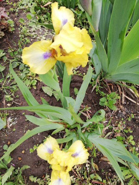  - 0-2019 - De prin curte