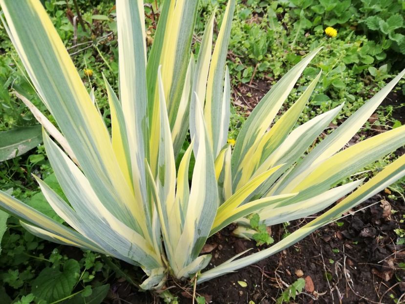  - 0-2019 - De prin curte