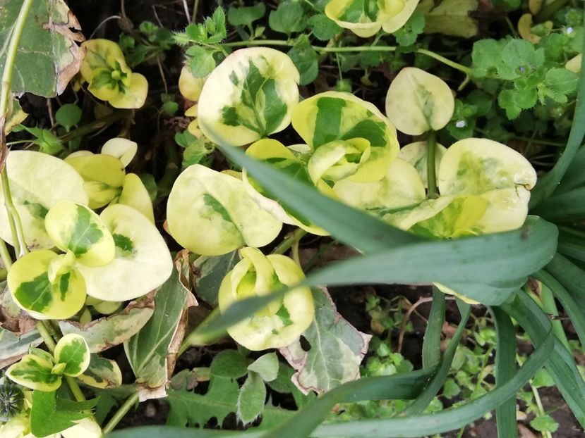  - 0-2019 - De prin curte