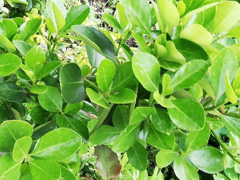  - 0-2019 - De prin curte