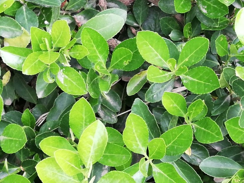  - 0-2019 - De prin curte