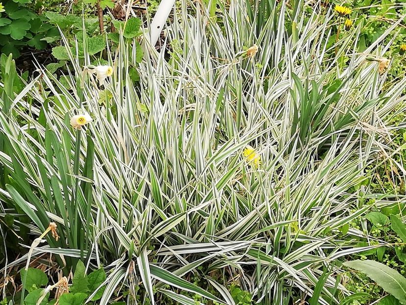  - 0-2019 - De prin curte