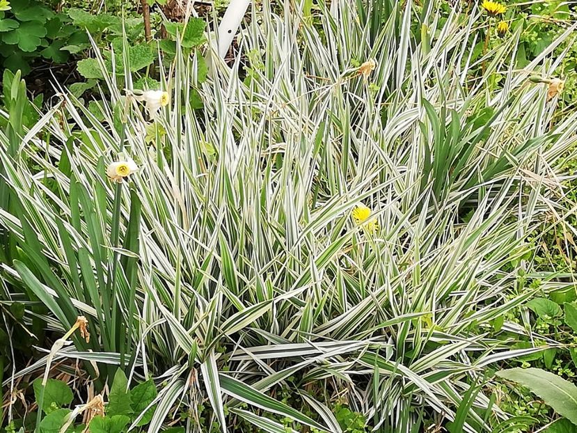  - 0-2019 - De prin curte