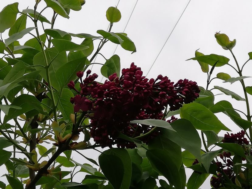  - 0-2019 - De prin curte