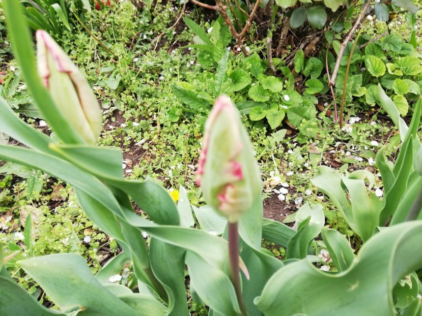  - 0-2019 - De prin curte