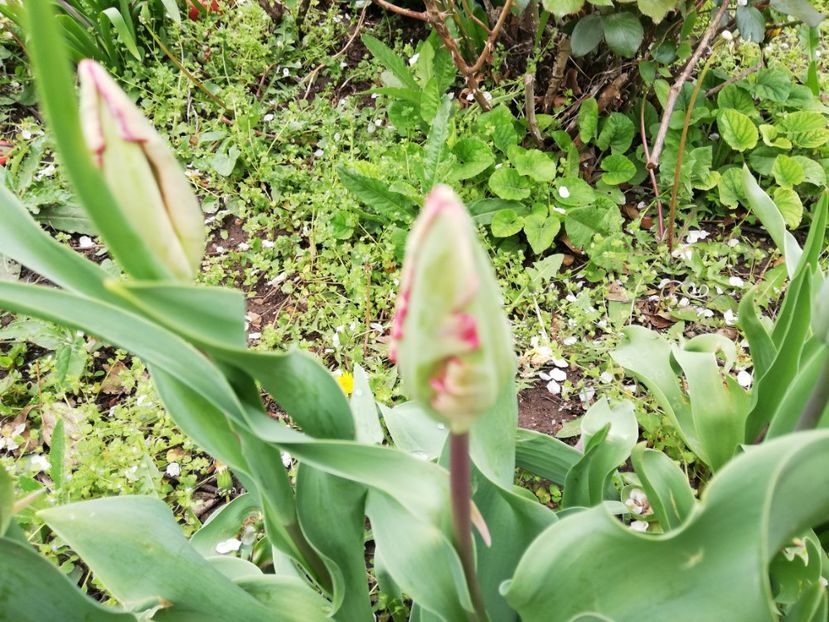  - 0-2019 - De prin curte