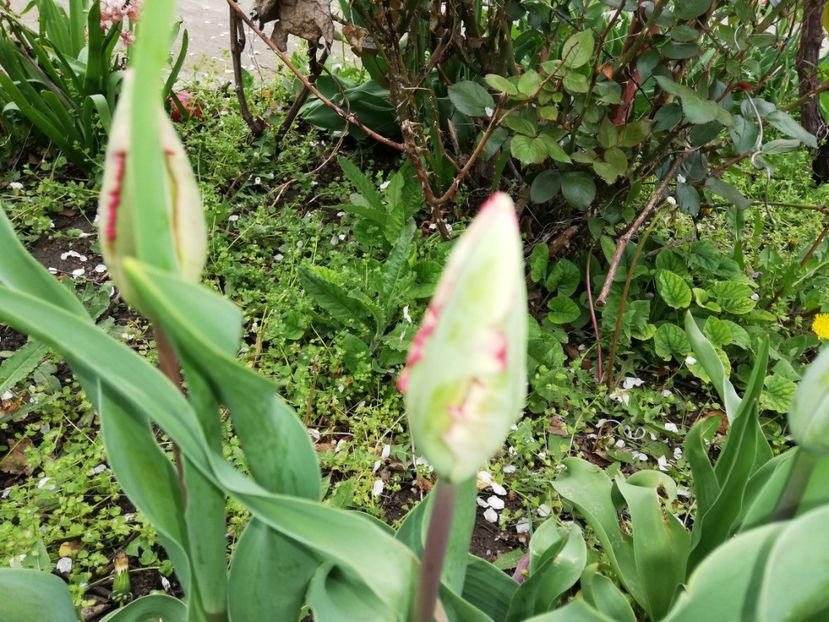  - 0-2019 - De prin curte