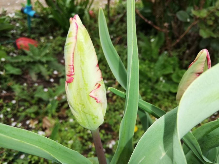  - 0-2019 - De prin curte