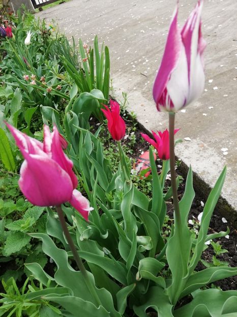  - 0-2019 - De prin curte