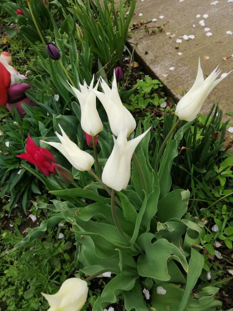  - 0-2019 - De prin curte