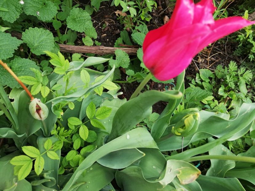  - 0-2019 - De prin curte